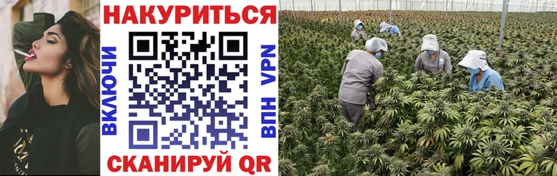 где можно купить Приморск Канабис Amnesia